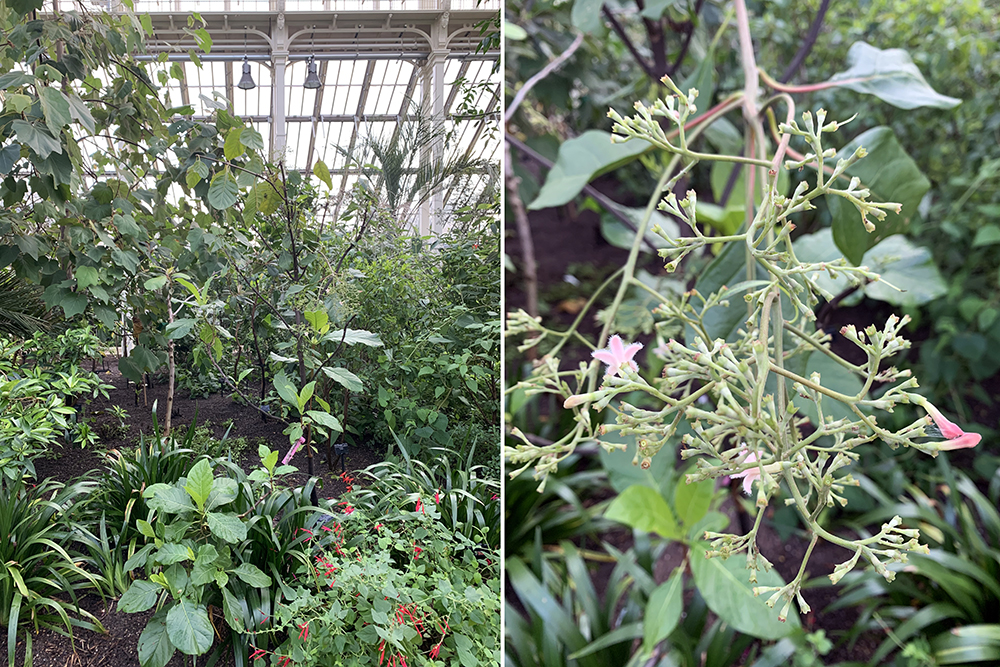 Move Over Gin, We’ve Got Tonic Fever