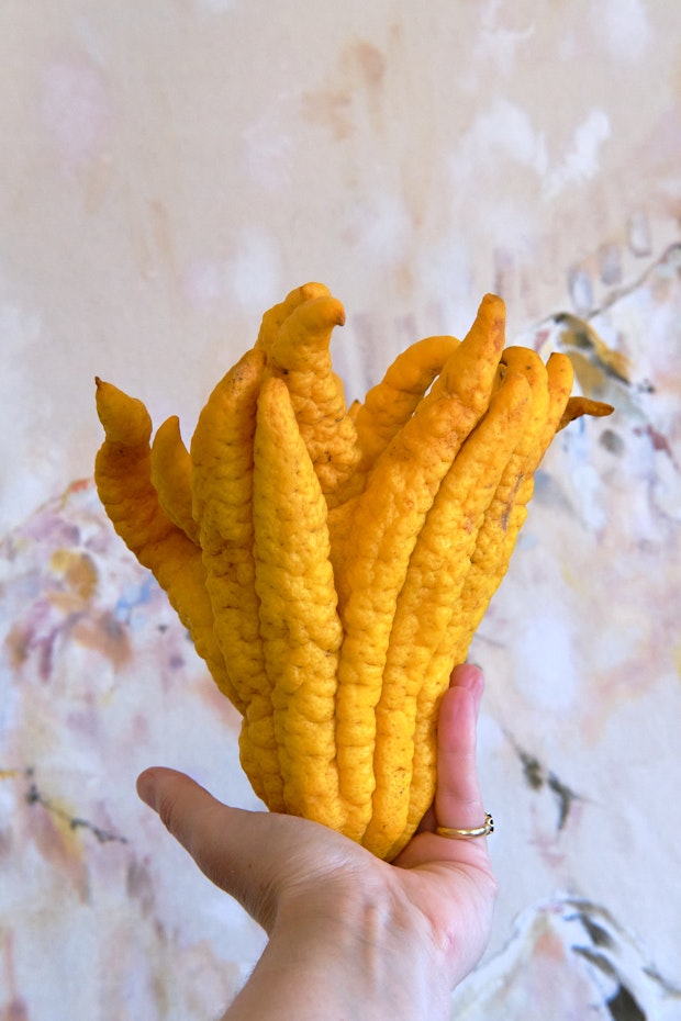 buddha's hand citron in a hand