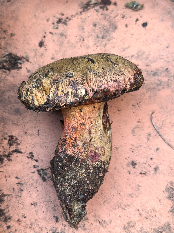 My Everyday Life Week 50 of 2025- Tracy Benjamin of Shutterbean.com