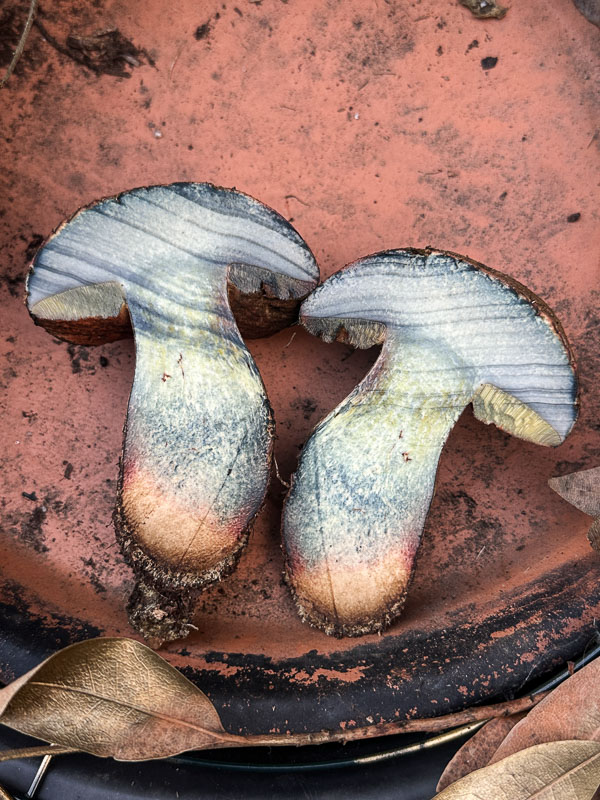 My Everyday Life Week 50 of 2025- Tracy Benjamin of Shutterbean.com